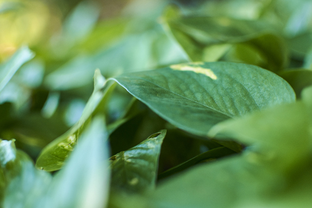 Tropical green leaves inside a flowerbed in the Mayan riviera in mexicoの写真素材