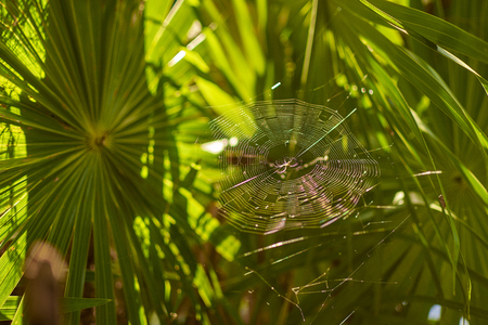 Tropical spider in its spiderweb in the middle of the forest in the Mayan riviera in Mexico at sunset.の写真素材