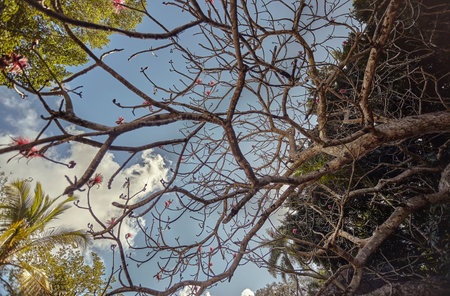 Detail of bare branches of a tree immersed in the blue sky overlooking the archaeological site of...