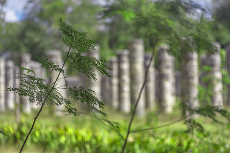 Detail of a Fern plant growing in the Yucatan Peninsula in Mexicoの写真素材