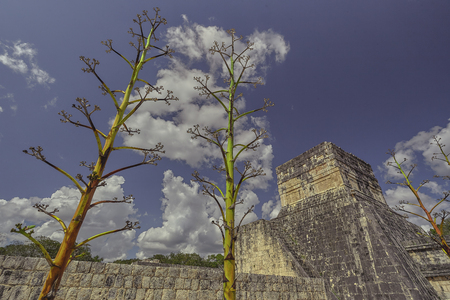 Typical plants of the area rise to the sky near the Temple of the Jaguar in the archaeological complex of Chichen Itza in Mexicoの写真素材