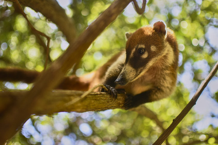 Coati balanced between the branches #8の写真素材