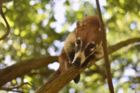 Coati balanced between the branches #4の写真素材