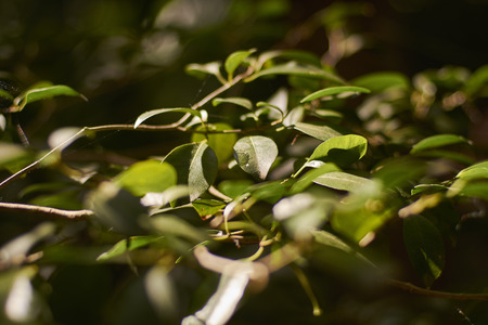 Tropical vegetation detailの写真素材