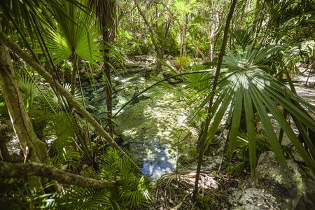 Get to the Cenote Azul #3のeditorial素材