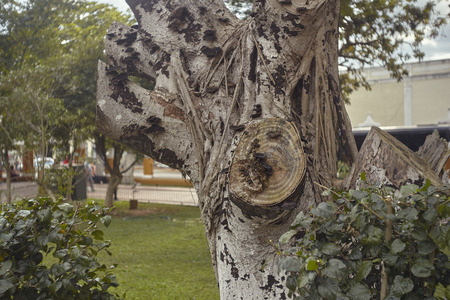 Detail of a trunk of a treeの写真素材