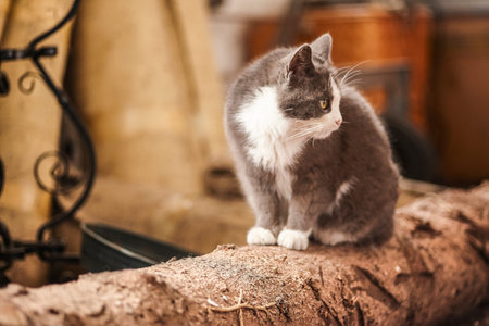 Gray cat sitting down to rest while looking around