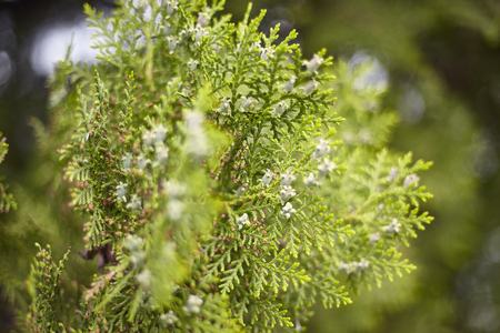 Pine, leaves, foliage, needles, nature, macro, spring, green, plant, green, background, nature photography,の写真素材
