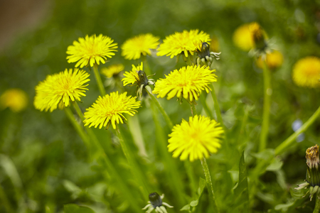 The dandelions that bloom spontaneously in the meadow in springの写真素材