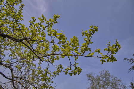 Leaves are born on tree branchesの写真素材