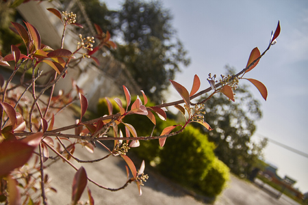 Detail of a sprig with red leaves of a Mediterranean plantの写真素材