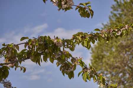 Detail of the sprig of cherry blossom in springの写真素材