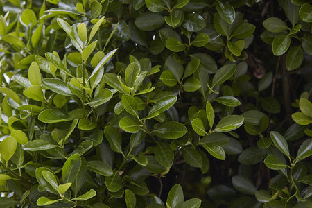 Texture of leaves of an ornamental plant used as a hedgeの写真素材