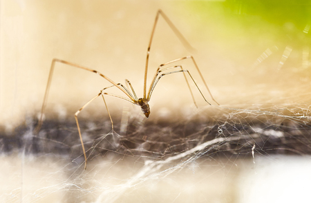 Specimen of domestic spider (Pholcus phalangioides) in its web, it waits for some insect to fly through it to stop it and be able to eat itの写真素材