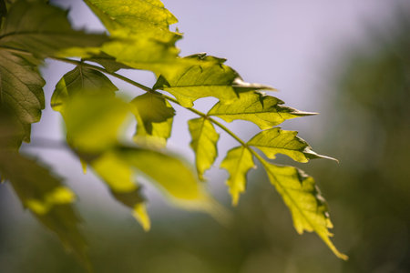 Leaves serrated in a twig illuminated by the sun