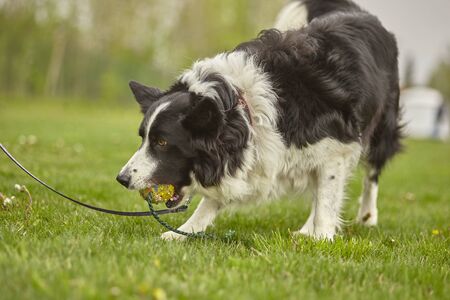 Dog plays with the ball at the parkのeditorial素材