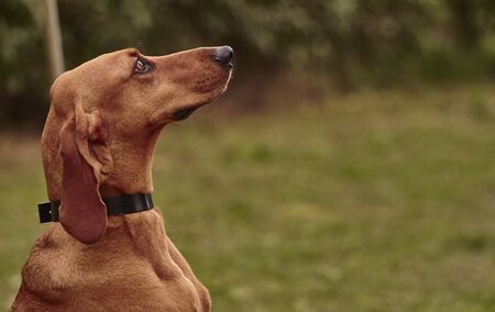 Dachshund dog in profile portraitのeditorial素材