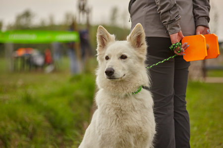 Labrador dog on a leash during a demonstration