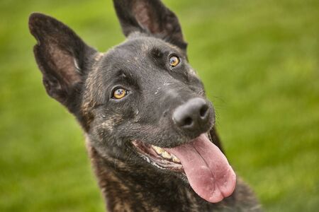 Portrait of a black dog with the background of the meadowのeditorial素材