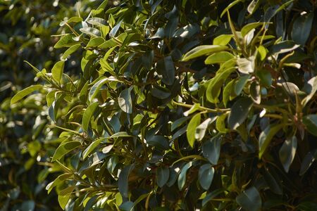 Bush of leaves in summertime period illuminated by warm sunlightのeditorial素材