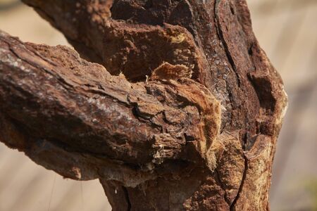 Detail of a Iron corroded by rustのeditorial素材