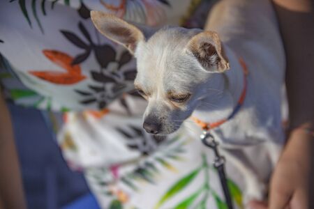 Chiuaua looks ahead in susnset timeの写真素材