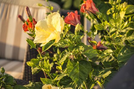 Yellow Rose in a Sicilian Gardenの写真素材