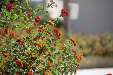 Foliage with red flower of Mediterranean plants from Sicilyの写真素材