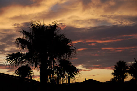 Silhouette of palm trees at sunset in Sicilyの写真素材