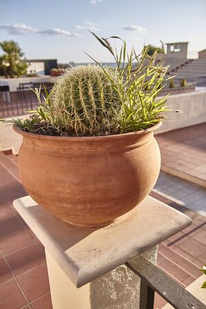 Cactus in pot used as an ornamental plant in a gardenの写真素材