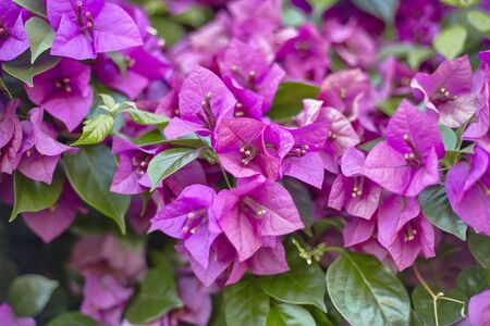 Purple petals of a mediterranean flowersの写真素材