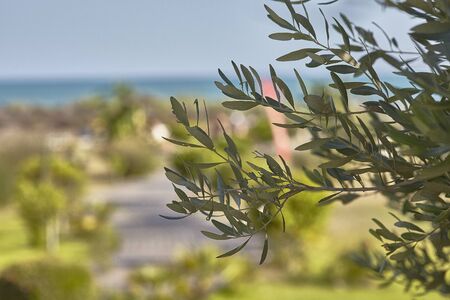 Olive leaves from a garden in Sicilyの写真素材