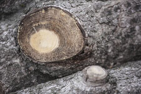 Firewood stacked neatly for storage and saleの写真素材