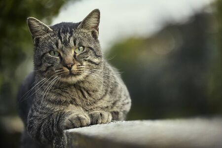Cat lying on the wall rests at sunsetの写真素材