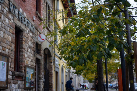 Tree in the city in autumn