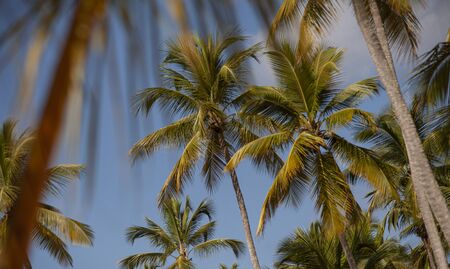 Palm trees in Dominican Republic during sunny day timeの写真素材