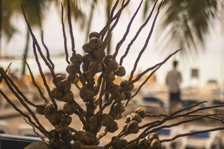 Coconut buds detail used as decorative elementの写真素材