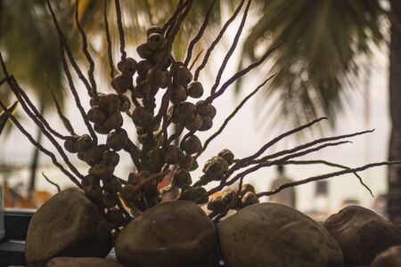 Coconut buds detail used as decorative elementの写真素材