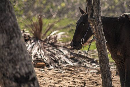 Horses tied to a tree in a group during a trip to the Dominican Republicの写真素材