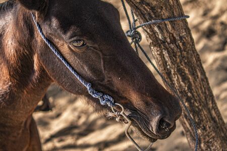 Horses tied to a tree in a group during a trip to the Dominican Republicの写真素材