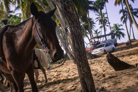 Horses tied in a group waiting to resume the journeyの写真素材