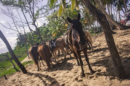 Horses tied in a group waiting to resume the journeyの写真素材