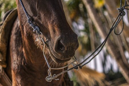 Horses tied to a tree in a group during a trip to the Dominican Republicの写真素材