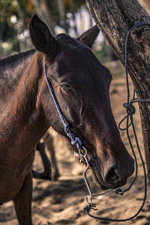 Horses tied to a tree in a group during a trip to the Dominican Republicの写真素材