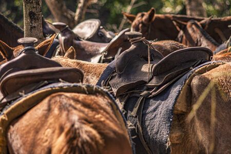 Saddles of horses detail in a group in the Dominican Republicの写真素材