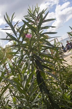 Dominican Vegetation Detail of a tropical plantの写真素材