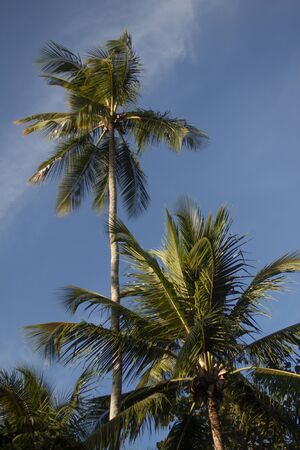 Dominican palm tree in a sunny dayの写真素材