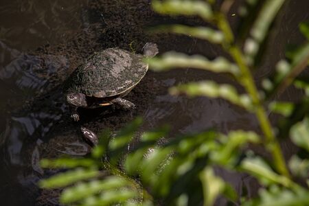 Dominican small Turtle in natural lagoonの写真素材