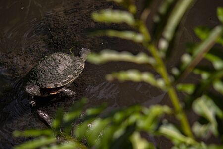 Dominican small Turtle in natural lagoonの写真素材