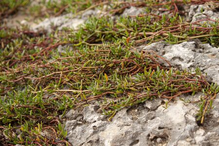 Tropical Vegetation on the rocks at seaの写真素材